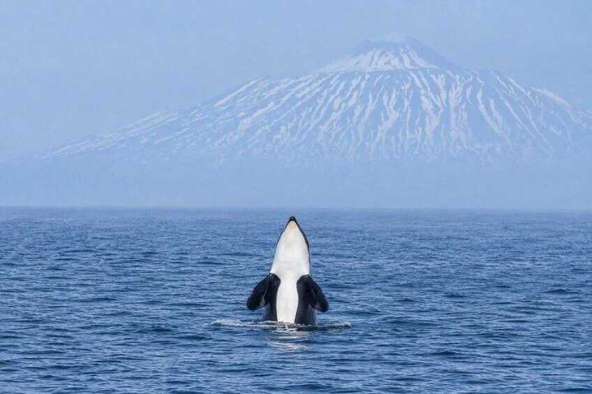 2 Days Private Shiretoko Tour With Coastline And Wildlife 2