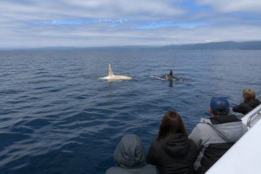A boat with people observing marine life, including a whale and a dolphin. 2