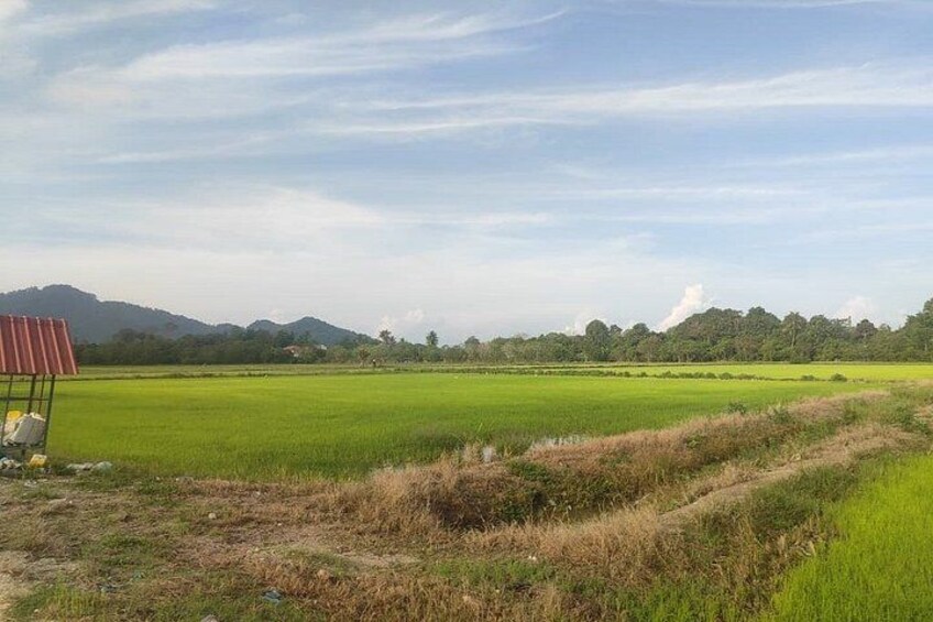 Balik Pulau Bicycle Tour 4