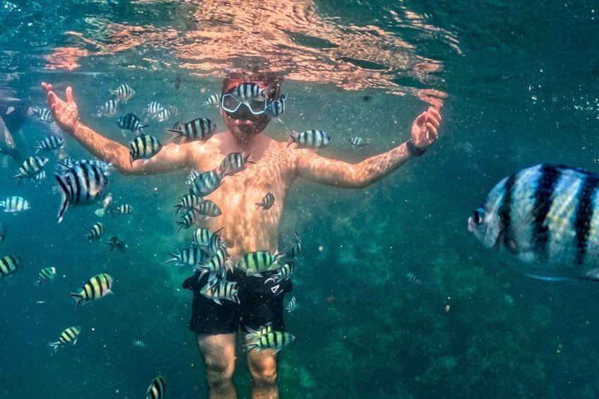 A person snorkeling surrounded by striped fish in clear water. 1