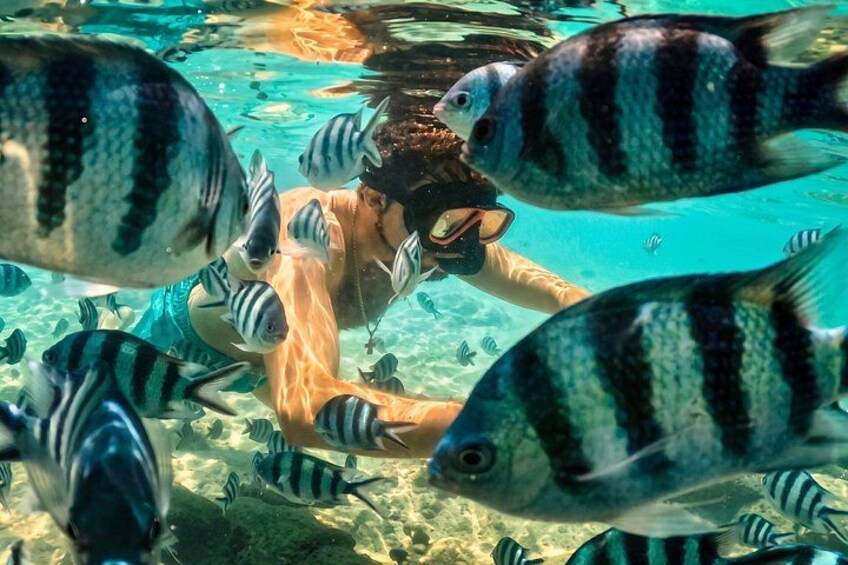 A person snorkeling surrounded by striped fish. 4