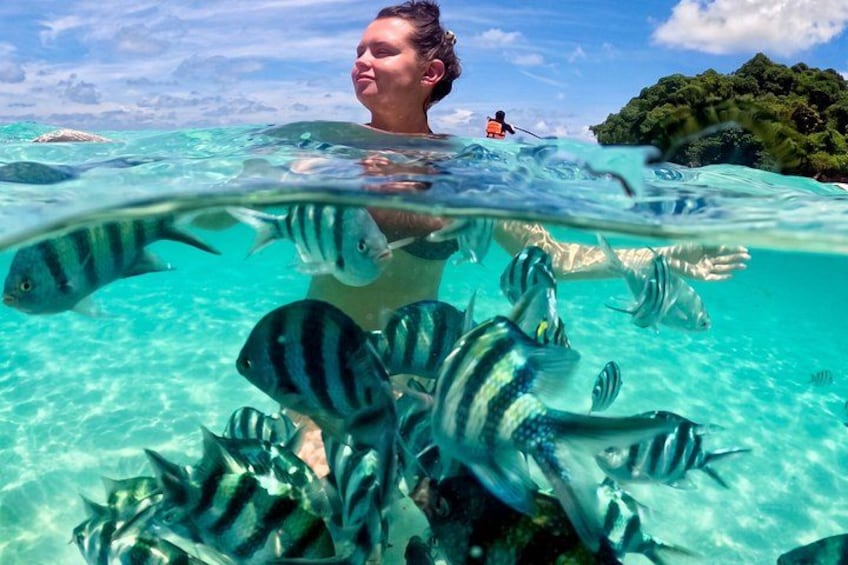 A person swimming with striped fish in clear turquoise water, surrounded by lush greenery and a distant island. 5