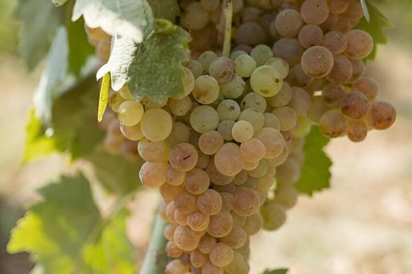 A bunch of grapes on a vine. 5