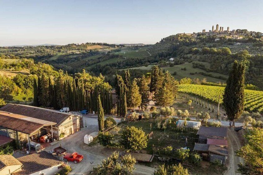 A vineyard with rows of grapevines, a building with a red roof, and a hill with ruins in the background. 4