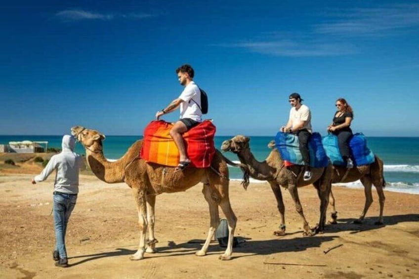 A beach with camels and people riding them. 5