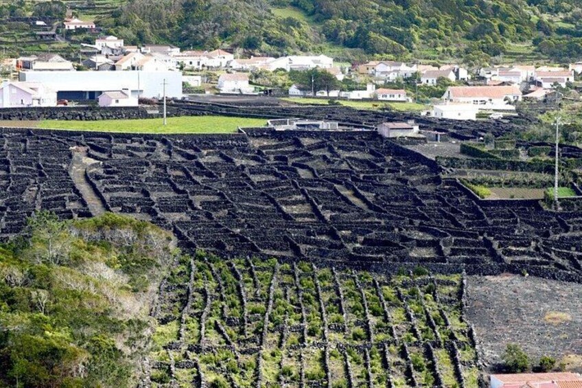 A vineyard with rows of grapevines, a small building, and a hilly landscape with scattered houses. 4