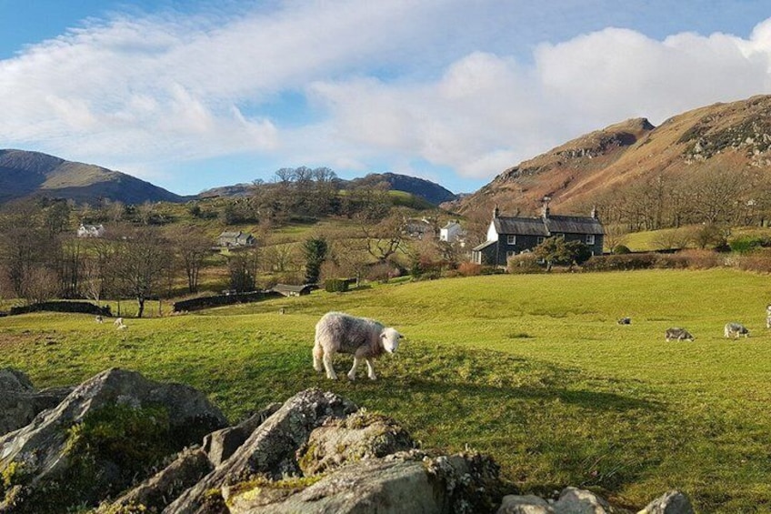 A rural landscape with a sheep grazing, a house, and rolling hills in the background. 1