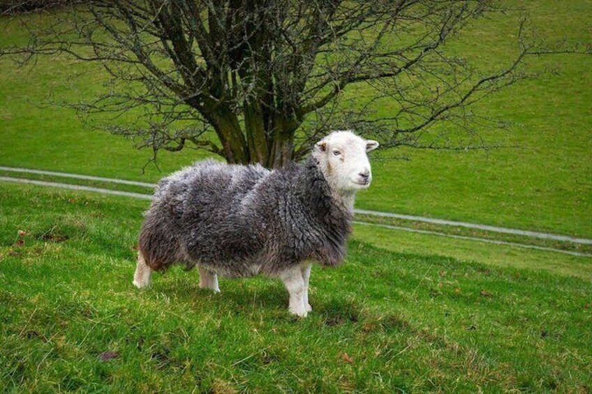A sheep standing on grass with a tree in the background. 2