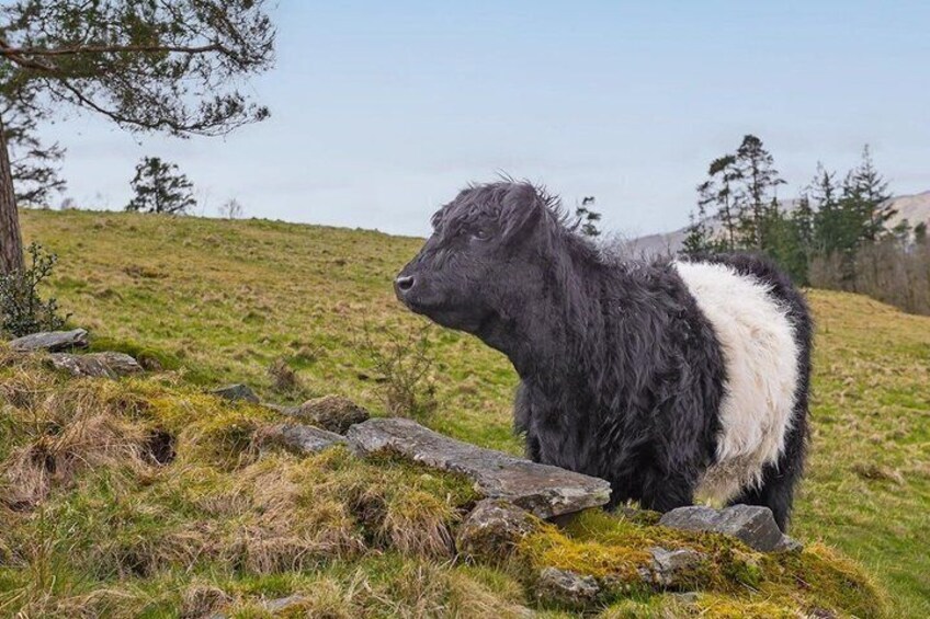A black and white cow standing on a grassy hill with rocks and trees in the background. 4