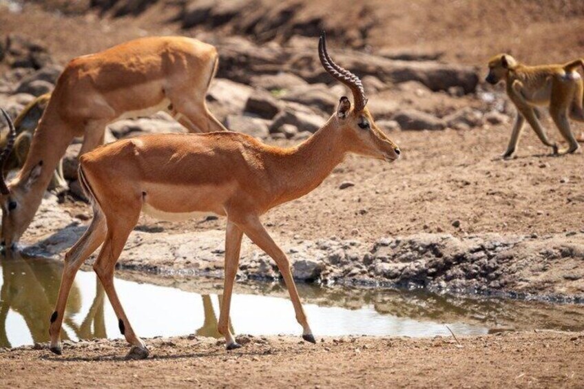 Malawi Safari and Lake Experience 2