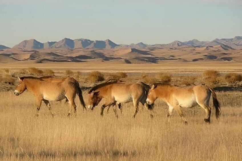 A group of horses grazing in a field with mountains in the background. 1