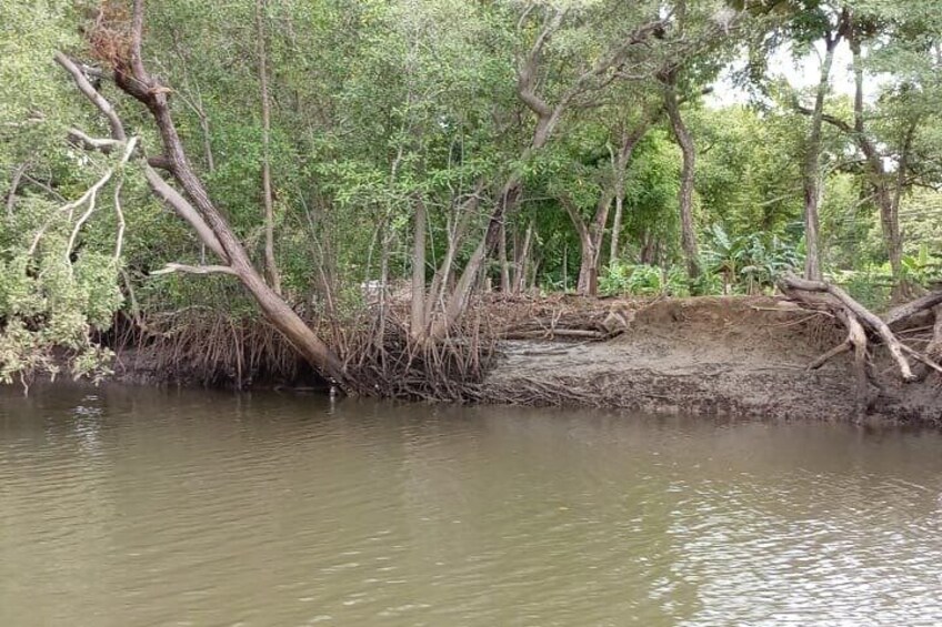 Tamarindo Mangrove Guided Boat Tour in Las Baulas National Park 4