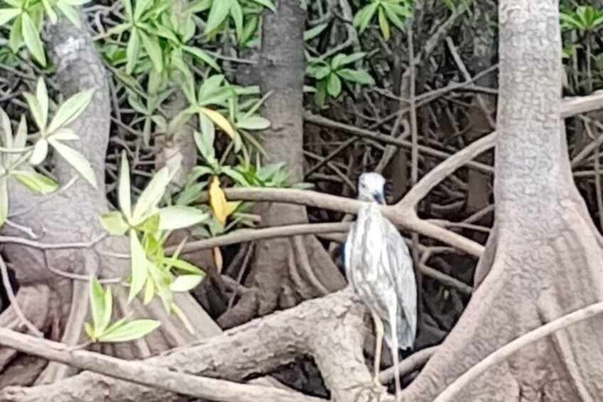 Tamarindo Mangrove Guided Boat Tour in Las Baulas National Park 3