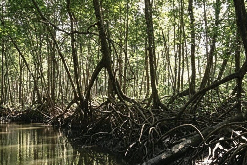 Tamarindo Mangrove Guided Boat Tour in Las Baulas National Park 5