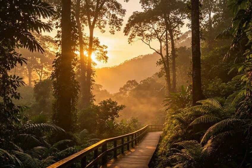 A wooden bridge in a forest with sunlight filtering through the trees. 1