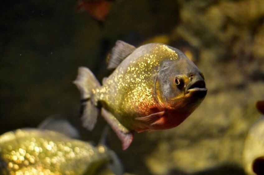 Half Day Piranha Fishing Adventure at Yacumama Lake 2