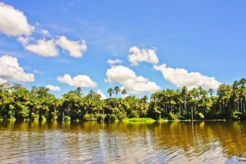 Full Day Chuncho Macaw Clay Lick Tour in Tambopata 2