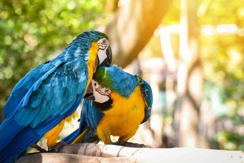 Full Day Chuncho Macaw Clay Lick Tour in Tambopata 1