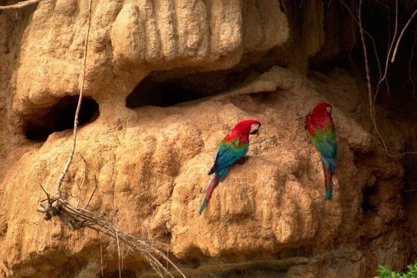 Full Day Chuncho Macaw Clay Lick Tour in Tambopata 4