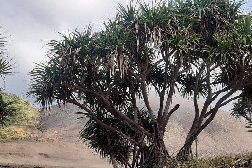 A palm tree in a desert landscape. 3