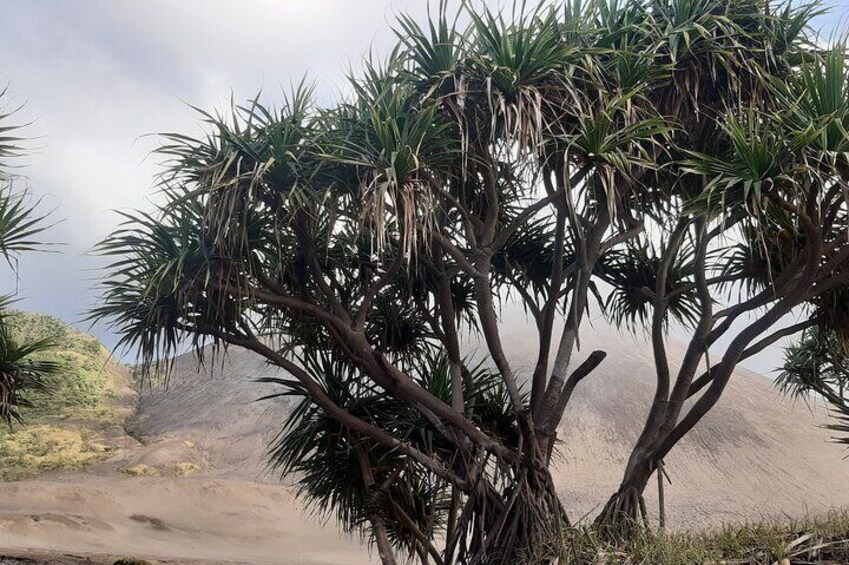 A tree with long, narrow leaves in a desert landscape. 3