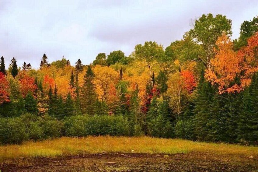 A forest with autumn foliage, a grassy field, and a cloudy sky. 3