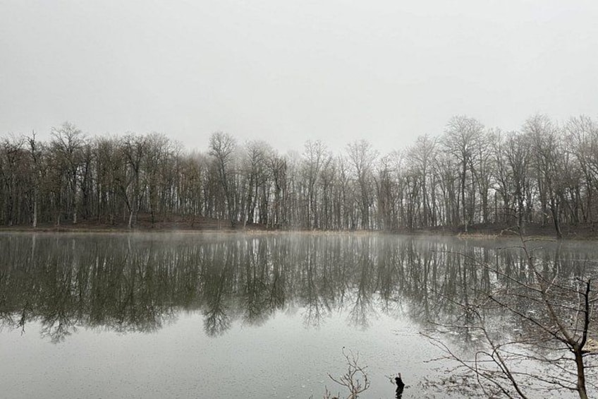 A calm lake with reflections of leafless trees, surrounded by a dense forest. 2