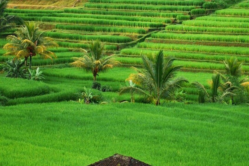 A lush green rice paddy with terraced fields and palm trees. 4