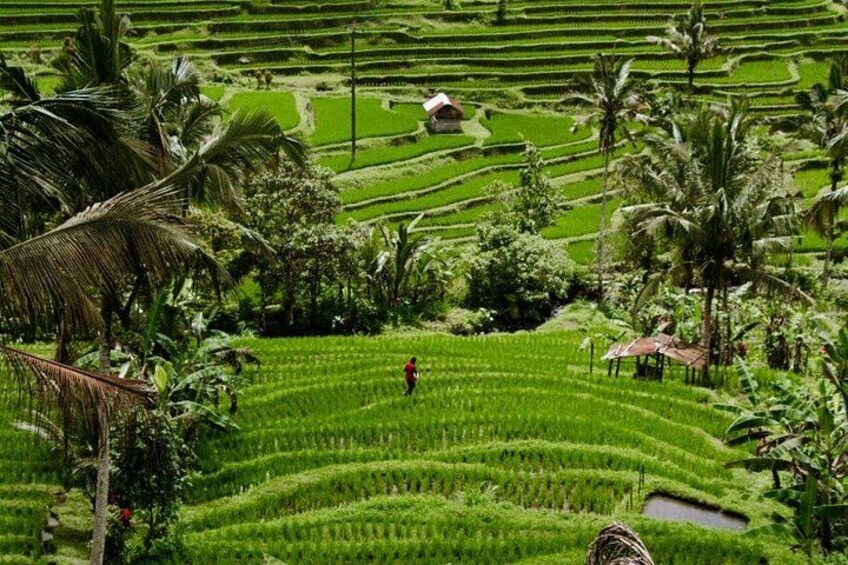 Terraced rice fields, a small hut, and palm trees. 2