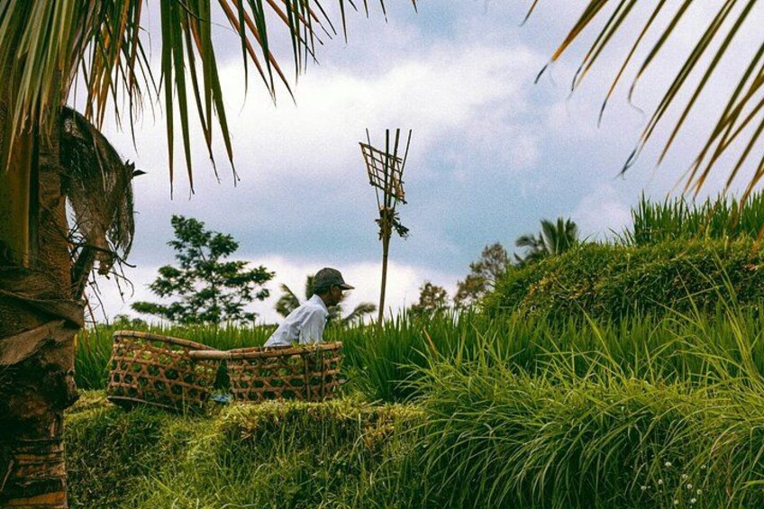 A person sitting on a woven chair in a grassy area with palm trees and a metal structure in the background. 5