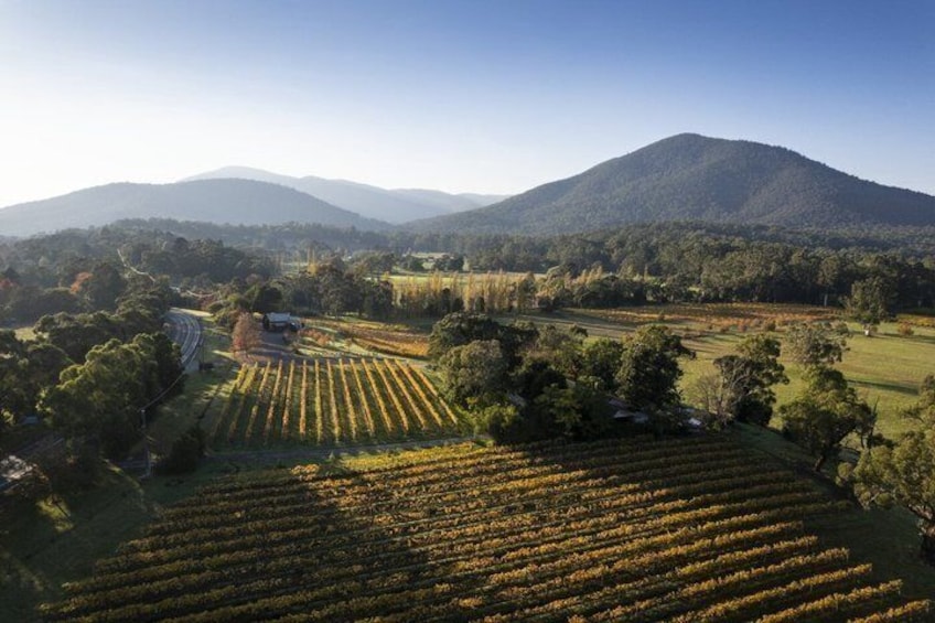 A vineyard with rows of grapevines, a mountain in the background, and a clear sky. 5