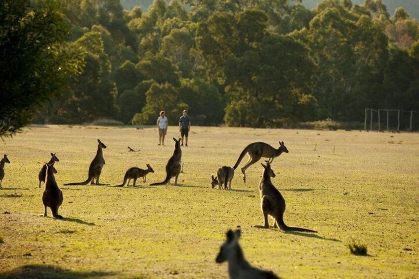 Kangaroos in a grassy field with people in the background. 4