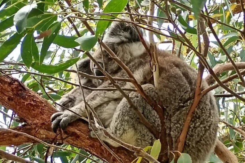 A koala resting on a tree branch surrounded by green leaves. 2