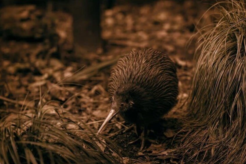 Un kiwi en el suelo, rodeado de pasto seco y hojas. 4