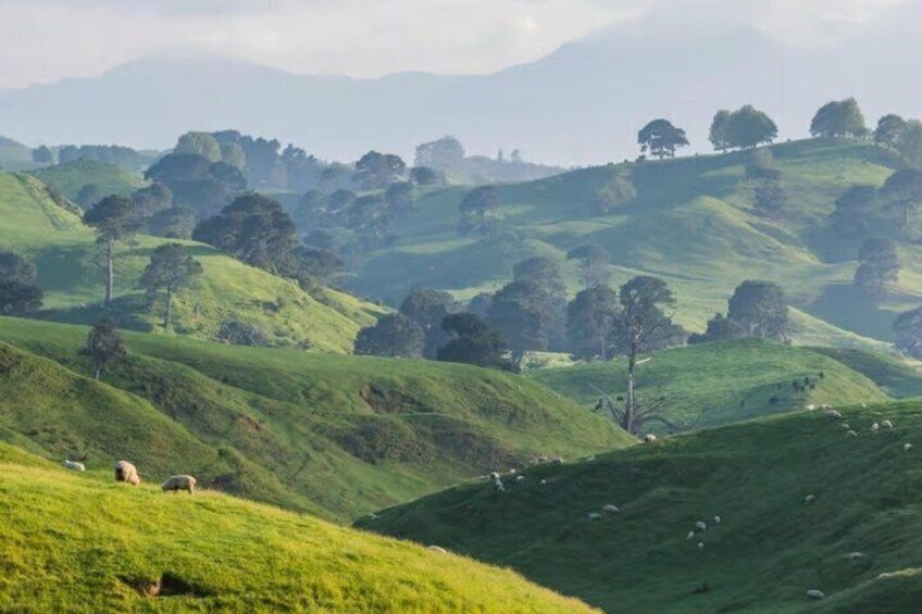 From Hamilton Hobbiton Waitomo Caves Small Group Tour 5