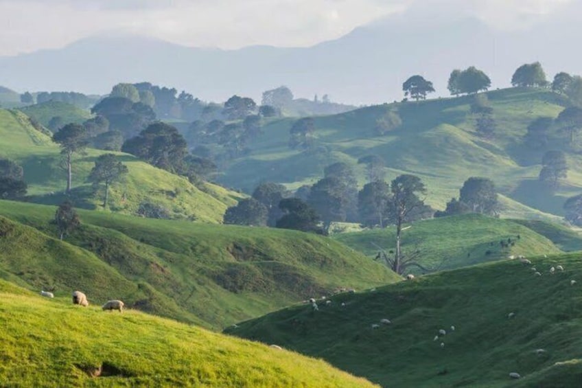 From Hamilton: Hobbiton Movie Set Small-Group Tour 4