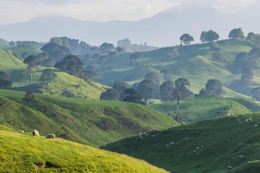 Rolling green hills, scattered trees, and grazing sheep. 5