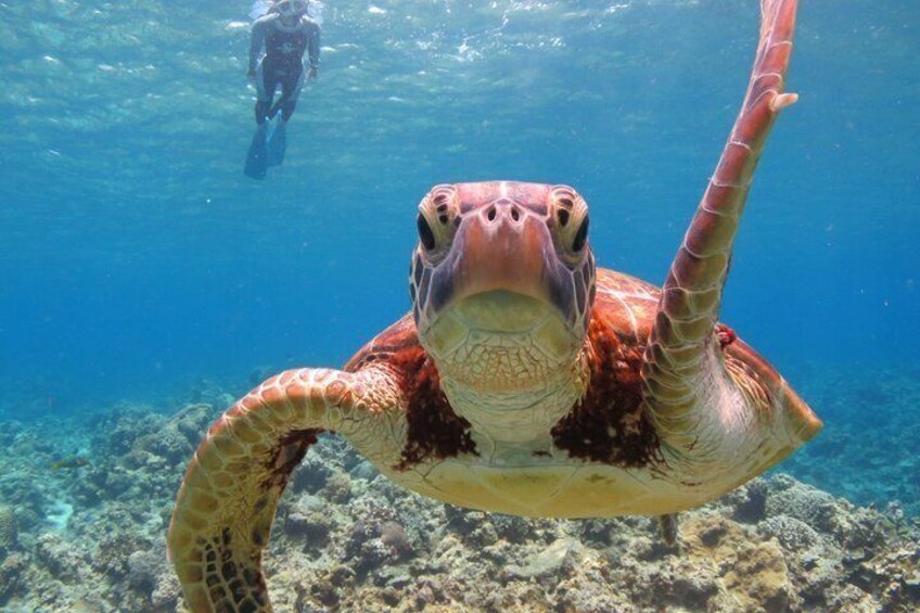 A sea turtle swimming underwater with a diver in the background. 1