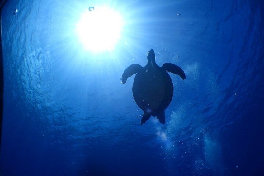 A sea turtle swimming underwater with sunlight filtering through the water. 2