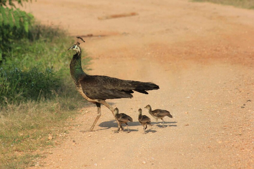 A peacock walking on a dirt road with two chicks following closely behind. 2