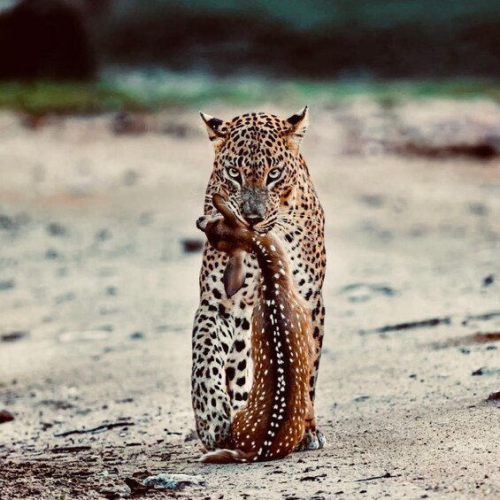 A leopard holding a gazelle. 1
