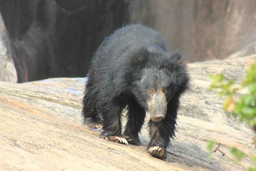 A black bear on a rock. 5