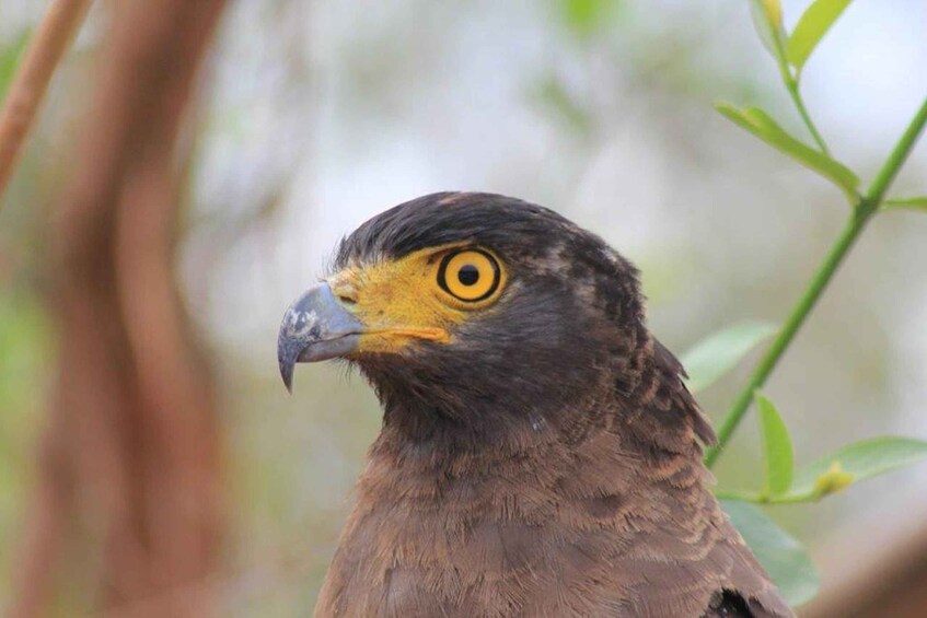 A bird of prey with a yellow eye and dark plumage perched on a branch. 3