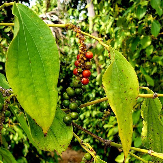 A plant with green leaves and clusters of small red and green fruits. 3