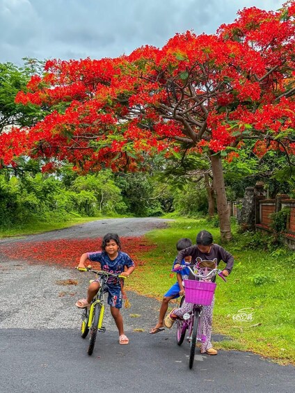 Two children riding bicycles on a paved path with a red flowering tree in the background. 2