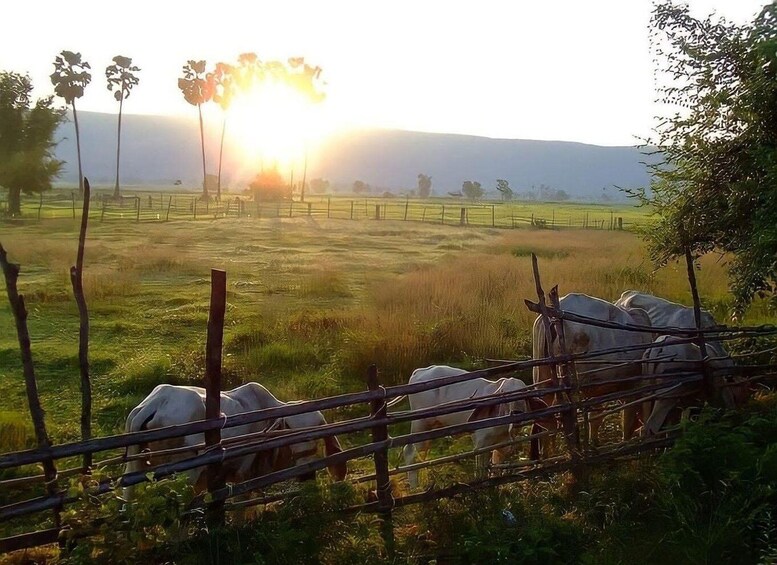 A rural landscape with a fence, grazing cows, and a sunrise in the background. 5
