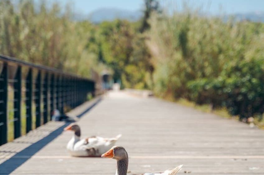 A wooden bridge with ducks on it. 5