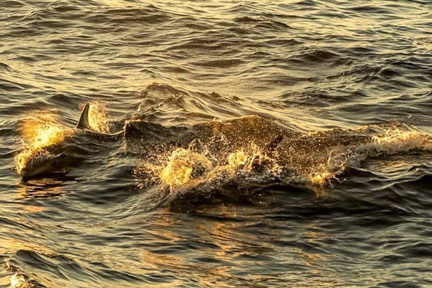 A dolphin leaping out of the water, creating a splash. 4