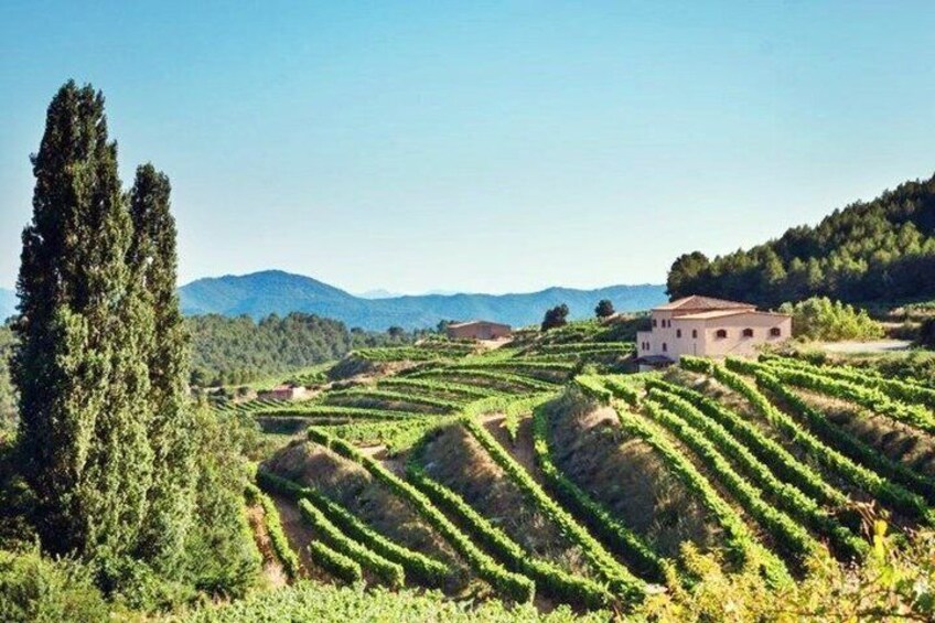 Customizable Wineries Tour Penedes and Priorat 3