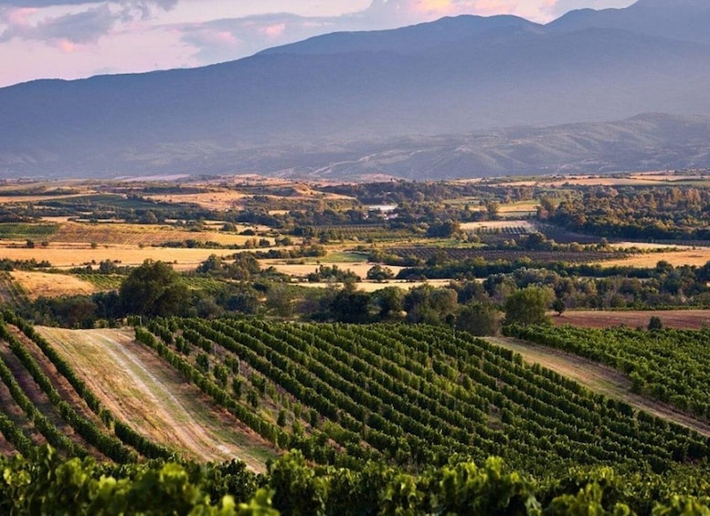 Picture 9 for Activity Bulgaria: Wine Tasting & Tour, The Enologist's Choice 1